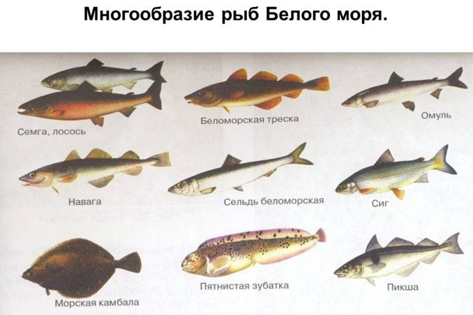 Белое море на карте России. Где находится, ресурсы, площадь, характеристики, климат, глубина. Отдых