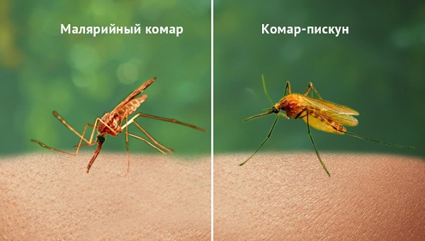 Самые опасные насекомые в мире. Топ-10 с названиями, описание