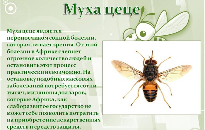 Самые опасные насекомые в мире. Топ-10 с названиями, описание
