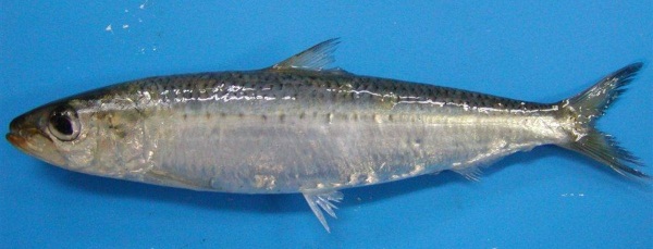 Южно-китайское море. Где находится на карте мира, глубина, описание, острова