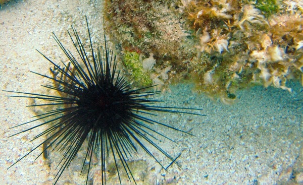 Южно-китайское море. Где находится на карте мира, глубина, описание, острова