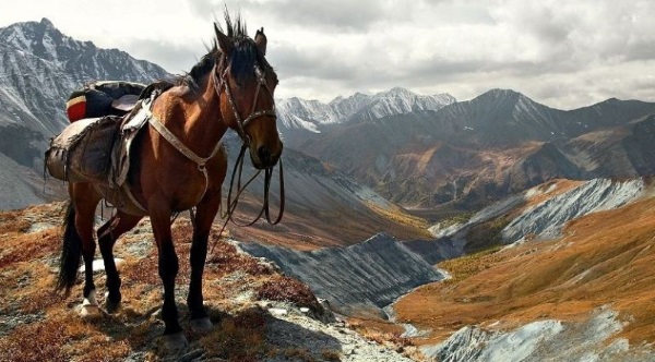 Алтайский заповедник что охраняется. altayskiy zapovednik 15. Алтайский заповедник что охраняется фото. Алтайский заповедник что охраняется-altayskiy zapovednik 15. картинка Алтайский заповедник что охраняется. картинка altayskiy zapovednik 15