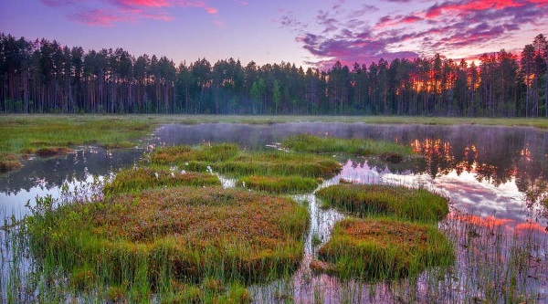 Самые большие болота в мире. Фото, где находится Васюганское, Пантанал