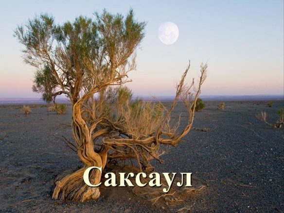 в какой стране находится самая маленькая пустыня в мире. samye malenkie pustyni na zemle 11 e1553922748944. в какой стране находится самая маленькая пустыня в мире фото. в какой стране находится самая маленькая пустыня в мире-samye malenkie pustyni na zemle 11 e1553922748944. картинка в какой стране находится самая маленькая пустыня в мире. картинка samye malenkie pustyni na zemle 11 e1553922748944. Во время поездки по шоссе Клондайк, проходящего канадской провинции Юкон, пейзаж постепенно переходит от скалистых гор с широкими озерами к. пустыне! Да, здесь, на северо-западе Канады, где зимой температура опускается ниже нуля, а вокруг резвятся и играют олени, из нескольких дюн образовалась самая маленькая пустыня в мире. Имя ей Каркросс.