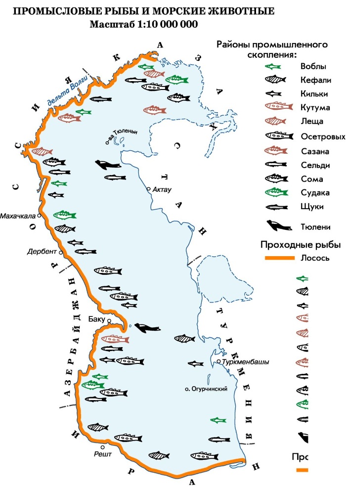 каспийское море где находится в какой стране. картинка каспийское море где находится в какой стране. каспийское море где находится в какой стране фото. каспийское море где находится в какой стране видео. каспийское море где находится в какой стране смотреть картинку онлайн. смотреть картинку каспийское море где находится в какой стране.