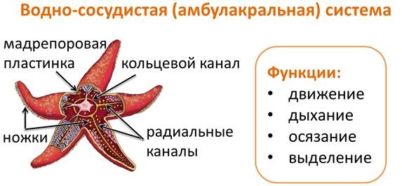 Морская звезда. Фото, типы, опасна ли, можно ли есть, интересные факты