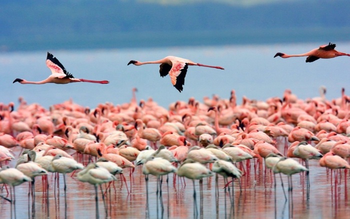 Flamingo Beach Hotel 3* Кипр/Ларнака. Отзывы, фото отеля, цены