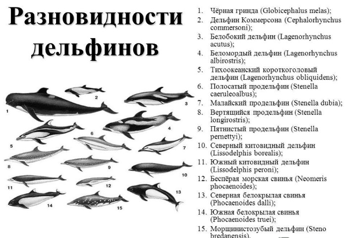 Самые интересные факты о дельфинах: умные, крупные, добрые. Презентация для детей