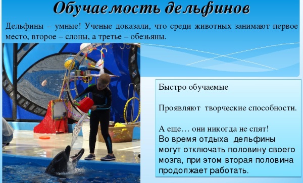 Самые интересные факты о дельфинах: умные, крупные, добрые. Презентация для детей