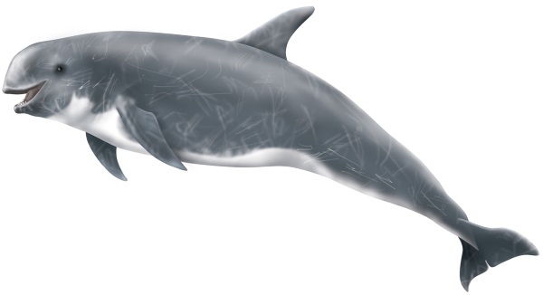 Самые интересные факты о дельфинах: умные, крупные, добрые. Презентация для детей