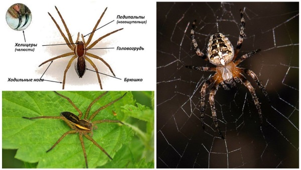 Самые ядовитые и опасные пауки в мире Топ-10. Фото, где обитают