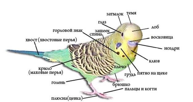 Волнистые попугайчики. Фото, звуки, как разговаривают, поют, виды, окрасы, родина, где обитают