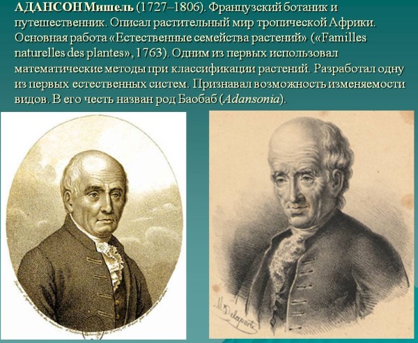 Баобаб. Фото дерева, где растет, высота, свойства масла, интересные факты
