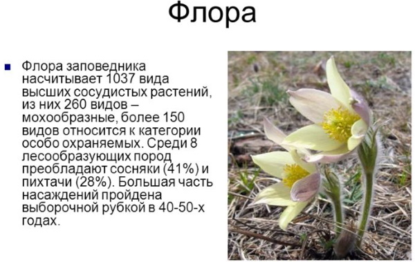 Заповедник Столбы в Красноярске. Фото, карта маршрутов, экскурсии, как добраться