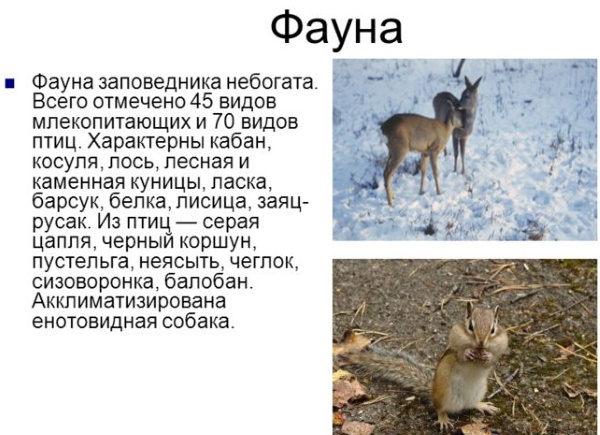 Заповедник Столбы в Красноярске. Фото, карта маршрутов, экскурсии, как добраться