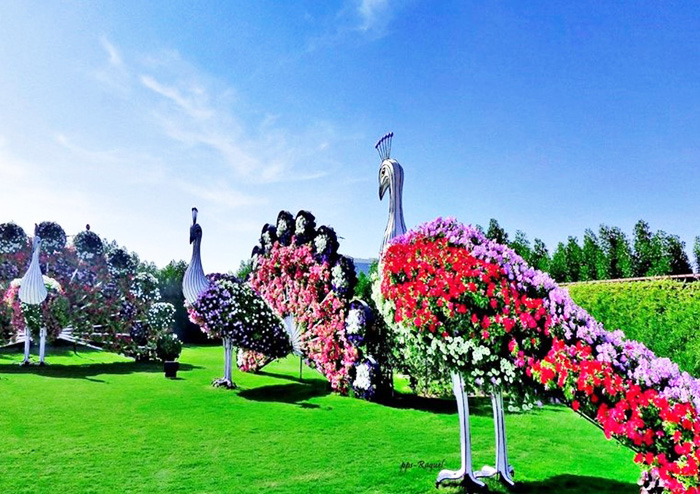 Миракл Гарден в Дубае (Dubai Miracle Garden). График работы, цена, фото