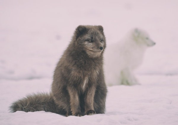 Вулкан Гекла. Фото, где находится, географические координаты, действующий или потухший