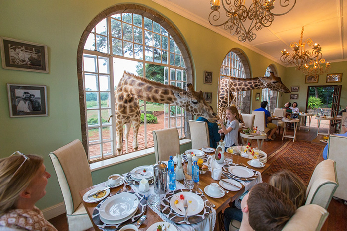 Отель с жирафами в Кении Giraffe Manor 5*. Цена, отзывы