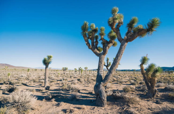 Долина смерти (Death valley) США, Калифорния. Фото, факты