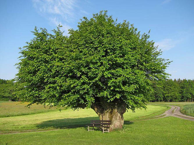 Лиановый лес в Дагестане (Самурский)