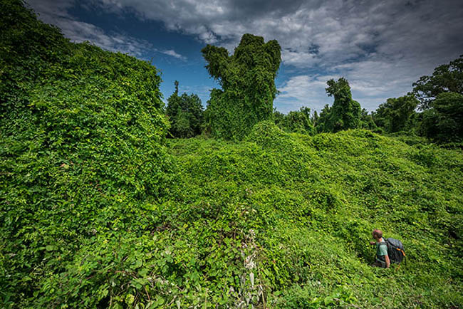 Лиановый лес в Дагестане (Самурский)