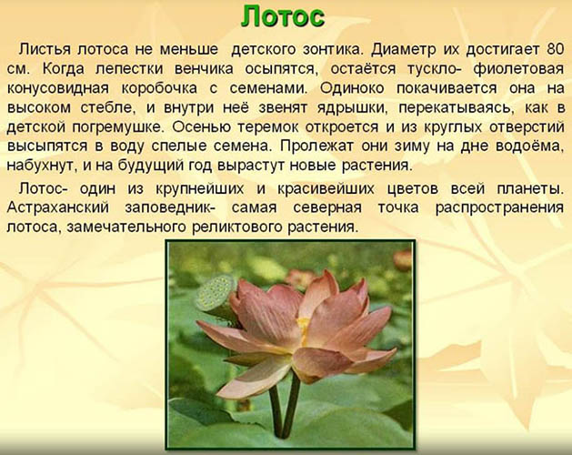 Лотосы в астрахани как добраться на автомобиле. Смотреть фото Лотосы в астрахани как добраться на автомобиле. Смотреть картинку Лотосы в астрахани как добраться на автомобиле. Картинка про Лотосы в астрахани как добраться на автомобиле. Фото Лотосы в астрахани как добраться на автомобиле