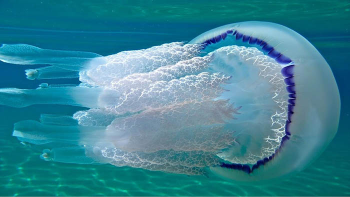 Медузы в Азовском море какие есть, почему бывает много