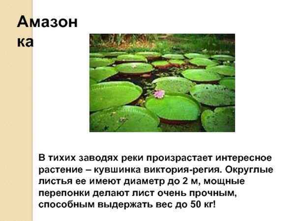 Амазонка река. Истоки, бассейн, устье, питание, режим, притоки, животные