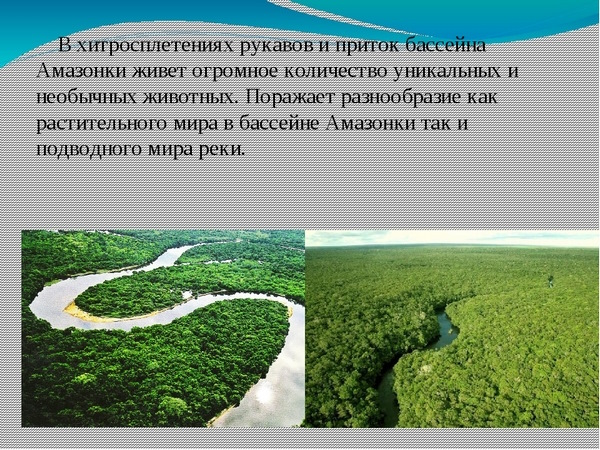 Амазонка река. Истоки, бассейн, устье, питание, режим, притоки, животные