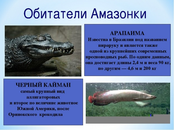 Амазонка река. Истоки, бассейн, устье, питание, режим, притоки, животные