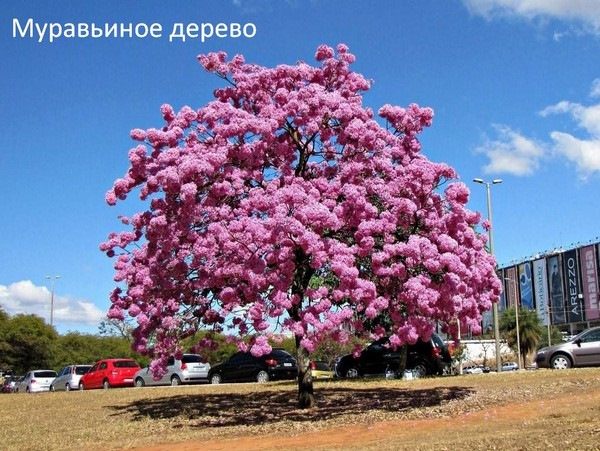 Штаты Бразилии. Список на карте по населению, алфавиту