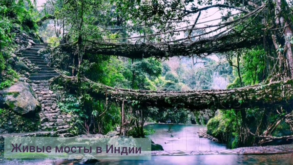 Страшные леса в мире. Самые жуткие и темные, фото