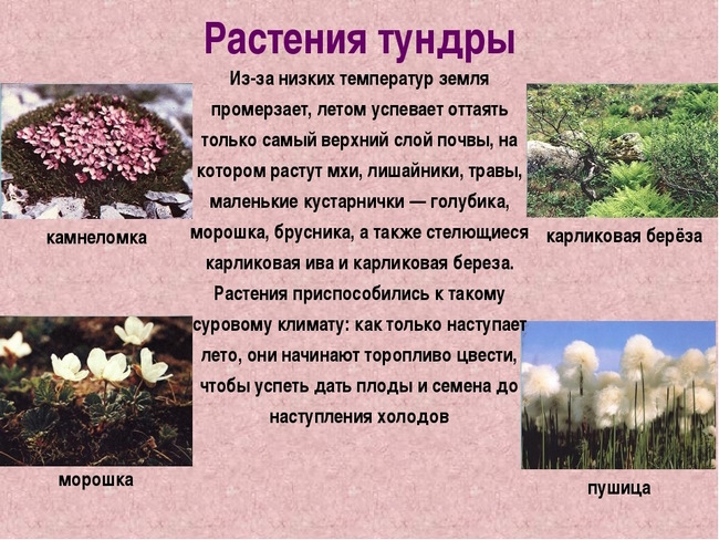 Тундра презентация 4 класс школа