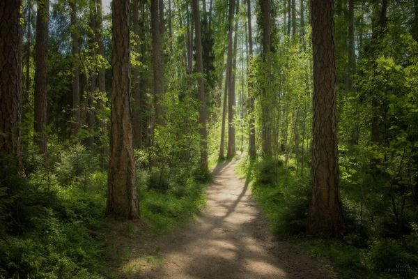 Заповедники Ленинградской области и Санкт-Петербурга. Список