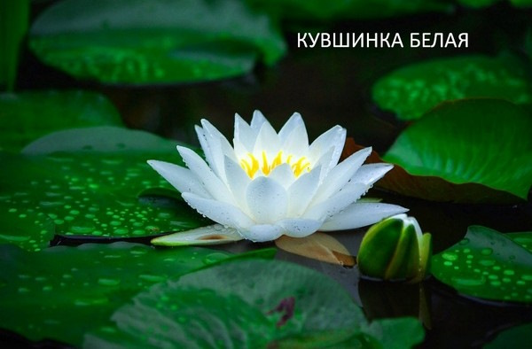 Днепр река на карте Беларуси, Украины от истока до устья. Ширина