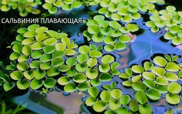 Днепр река на карте Беларуси, Украины от истока до устья. Ширина
