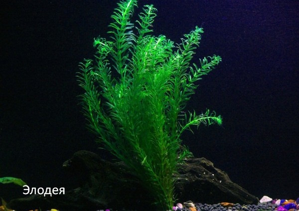 Озера Беларуси на карте. Названия, список самые глубокие