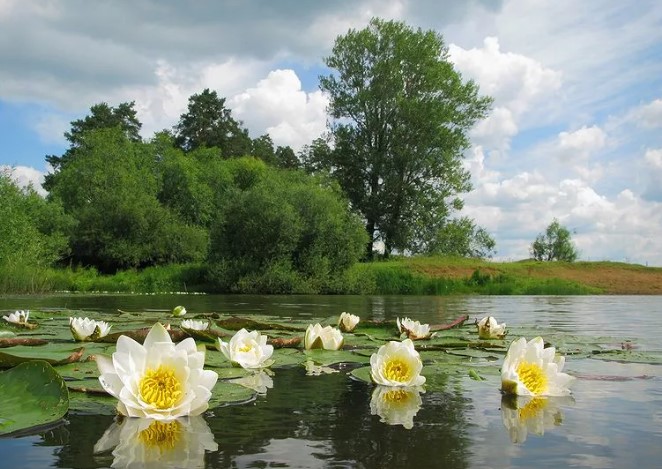 Припять река на карте Беларуси, Украины. Куда впадает, где находится, фото