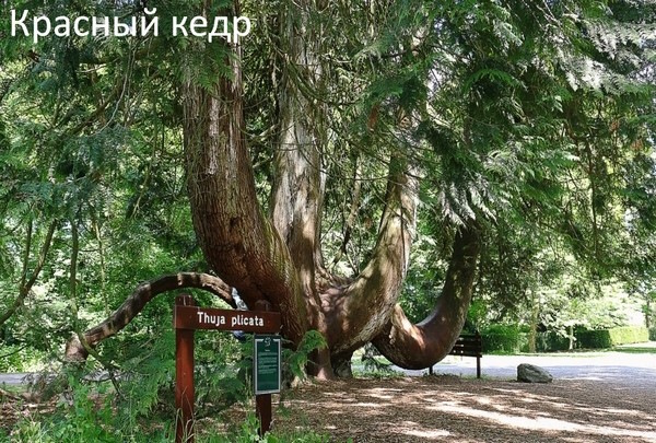 Парк Олимпик (Olympic Park), США. Карта, фото, достопримечательности