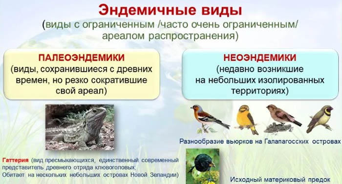 Эндемик. Что это такое простыми словами в биологии, географии