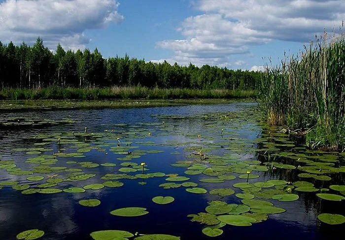 Березинский биосферный заповедник, Беларусь. Озера, фото