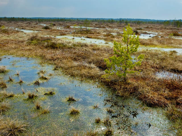 Березинский биосферный заповедник, Беларусь. Озера, фото