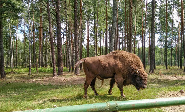 Березинский биосферный заповедник, Беларусь. Озера, фото