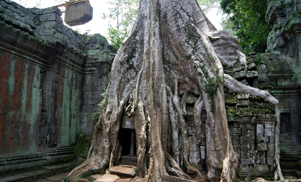 Та Прохм (Ta Prohm), Камбоджа. Фото храма, где находится, история