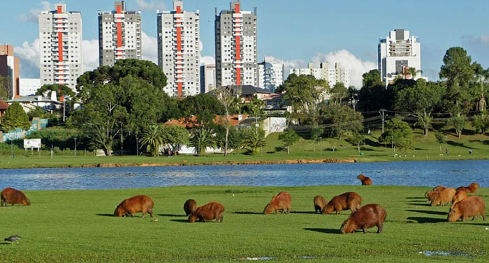 Куритиба, Бразилия. Город на карте, достопримечательности