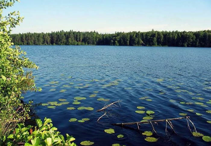 Большая Кокшага. Где находится заповедник, животные, фото