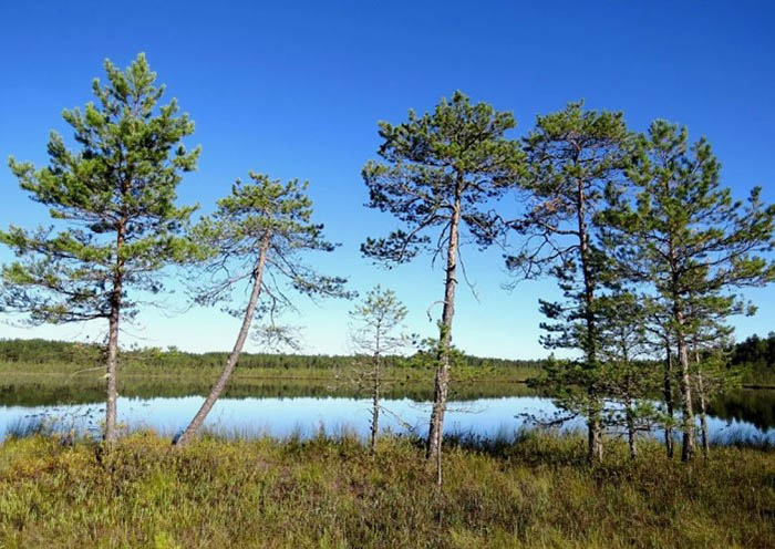 Большая Кокшага. Где находится заповедник, животные, фото